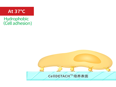 37℃時(shí)，溫敏聚合物涂層為高分子卷縮狀態(tài)，表現(xiàn)為輕度疏水性，更有利于細(xì)胞的貼附