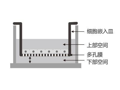 懸掛式設(shè)計，嵌入皿移細(xì)胞嵌入皿移動時單層細(xì)胞不受影響上部空間 ，還能防止培養(yǎng)液通過中毛細(xì)作用流失